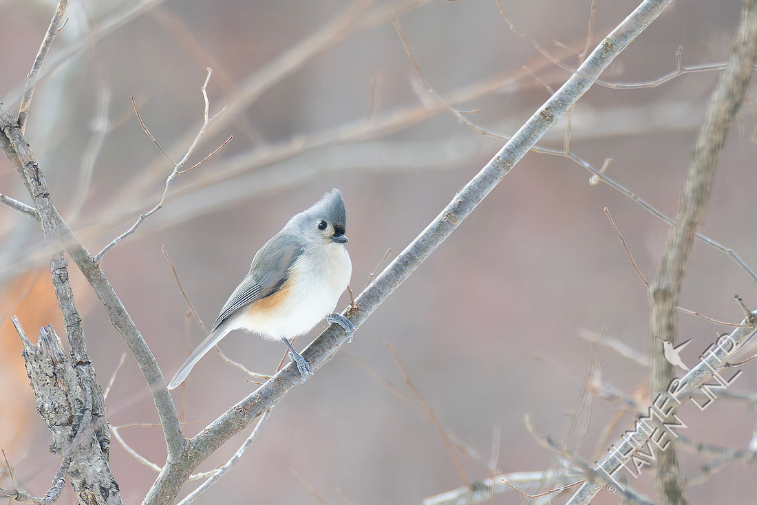 2-2-26 Tufted Titmouse
