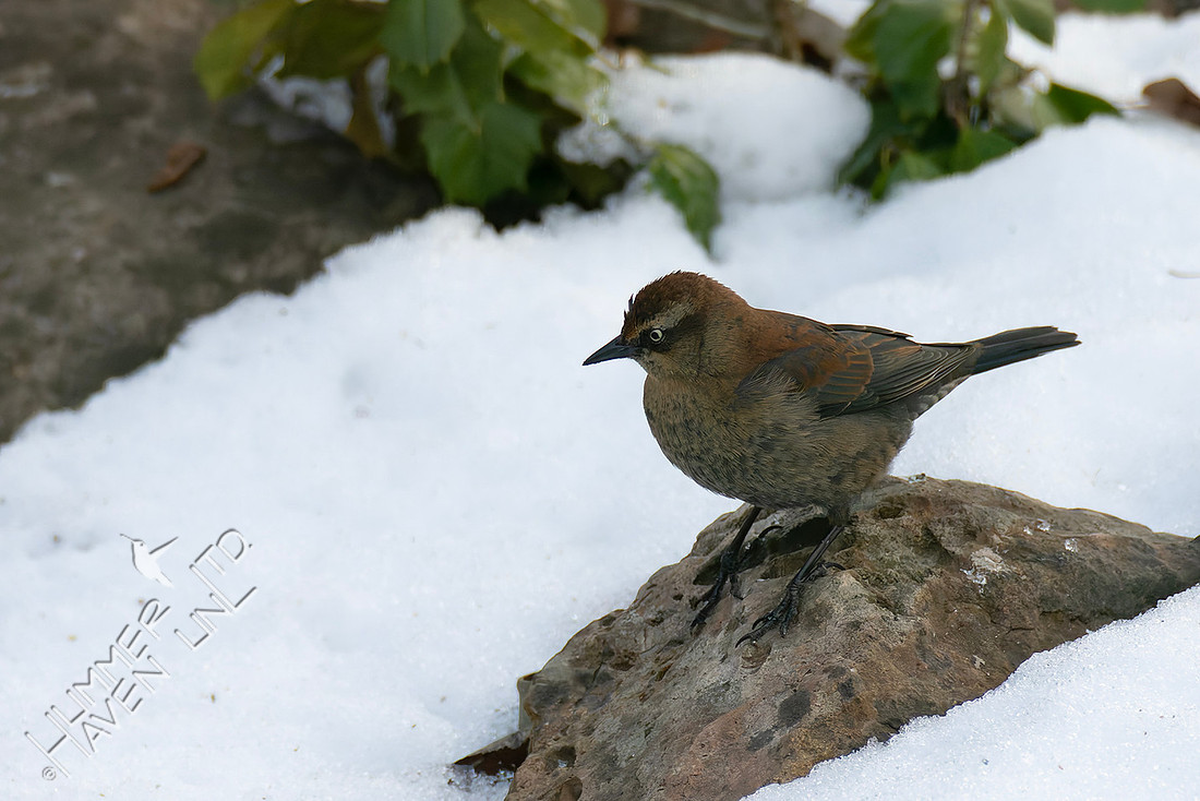 2-5-26 Rusty Blackbird