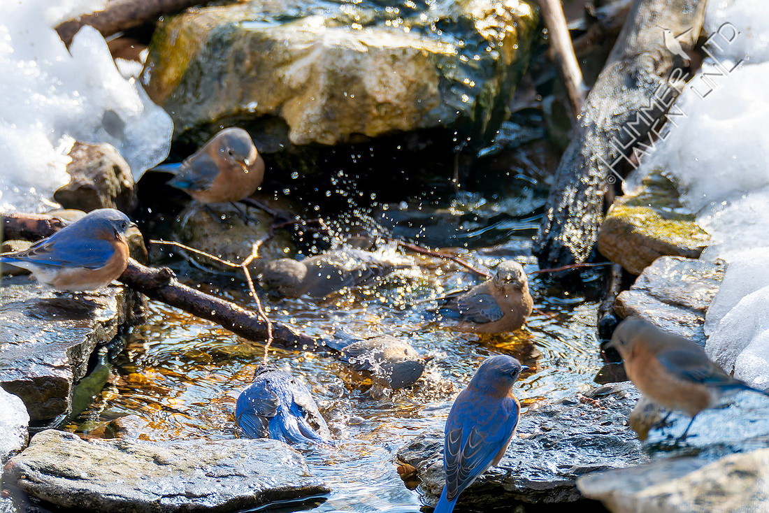2-4-26 Eight Eastern Bluebirds
