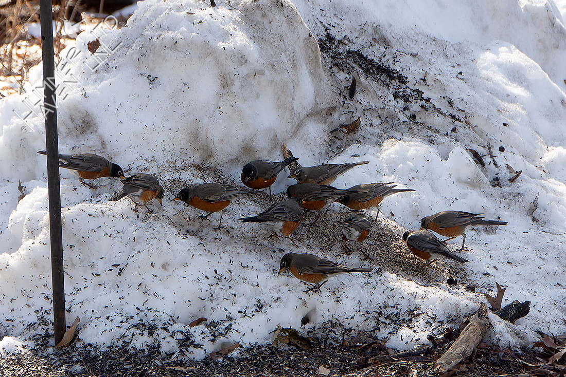 2-6-26 12 of 20 American Robins
