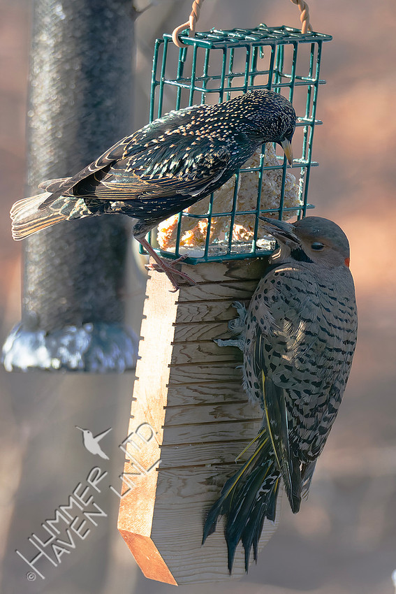2-7-26 European Starling stabs Northern Flicker, "Lil Darth" melanistic