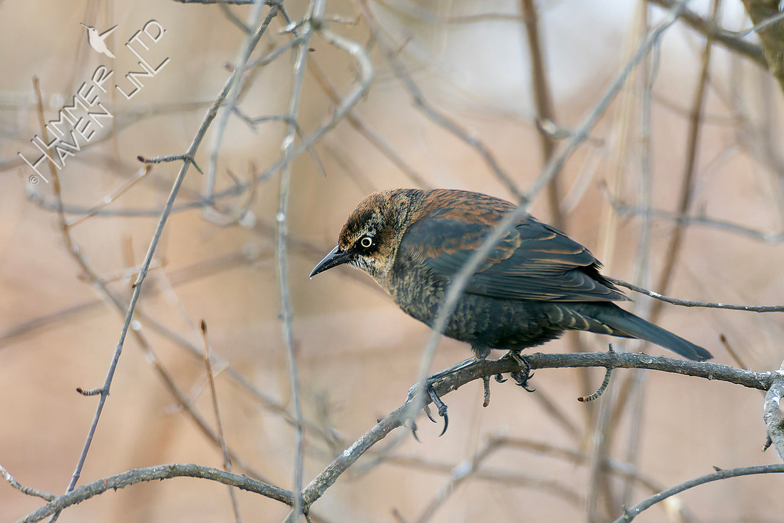 2-7-26 Rusty Blackbird