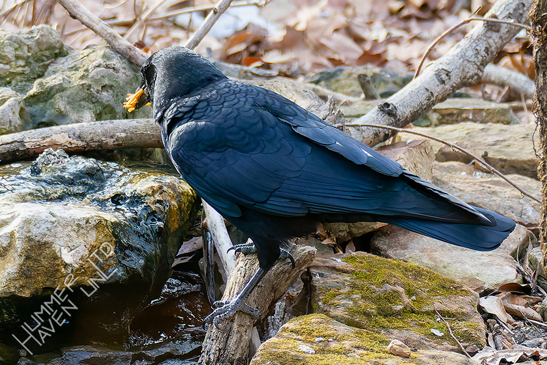 2-8-26 American Crow with mealworms!