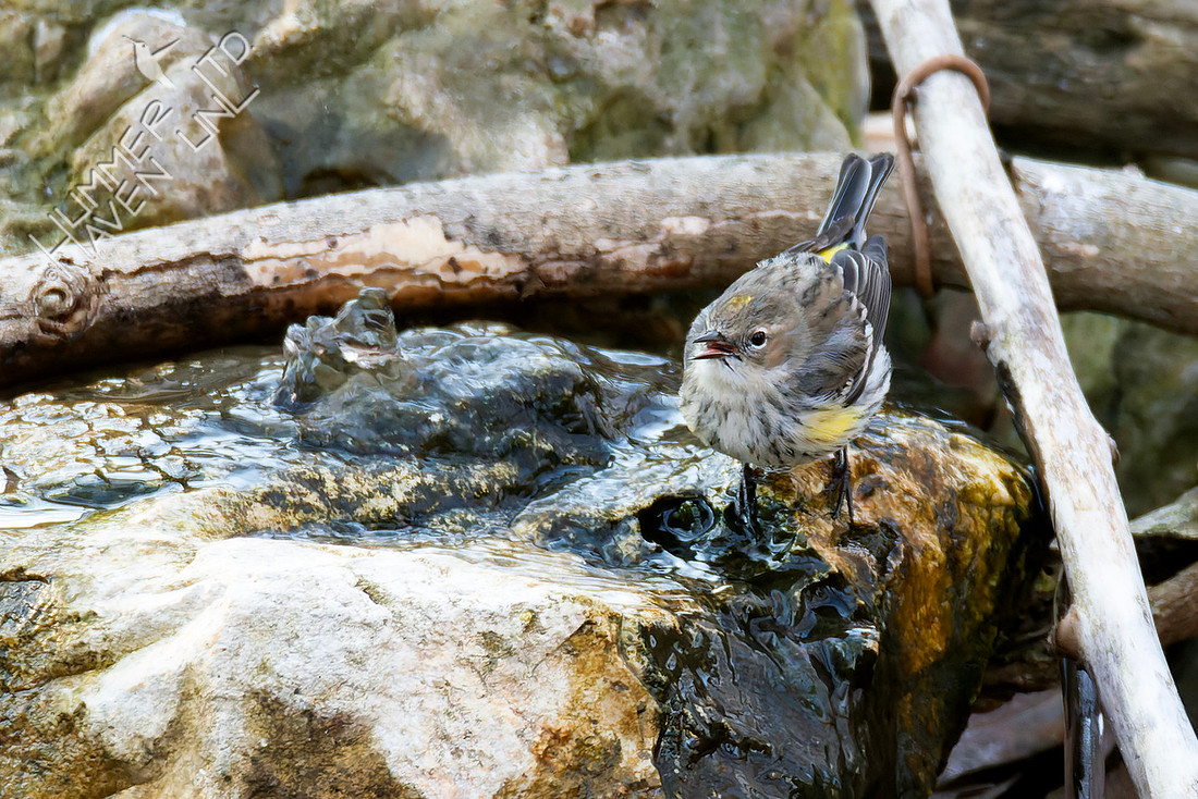 2-8-26 Yellow-rumped Warbler