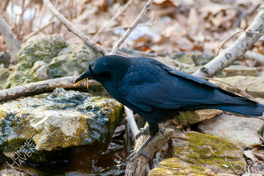 2-8-26 American Crow with mealworms!
