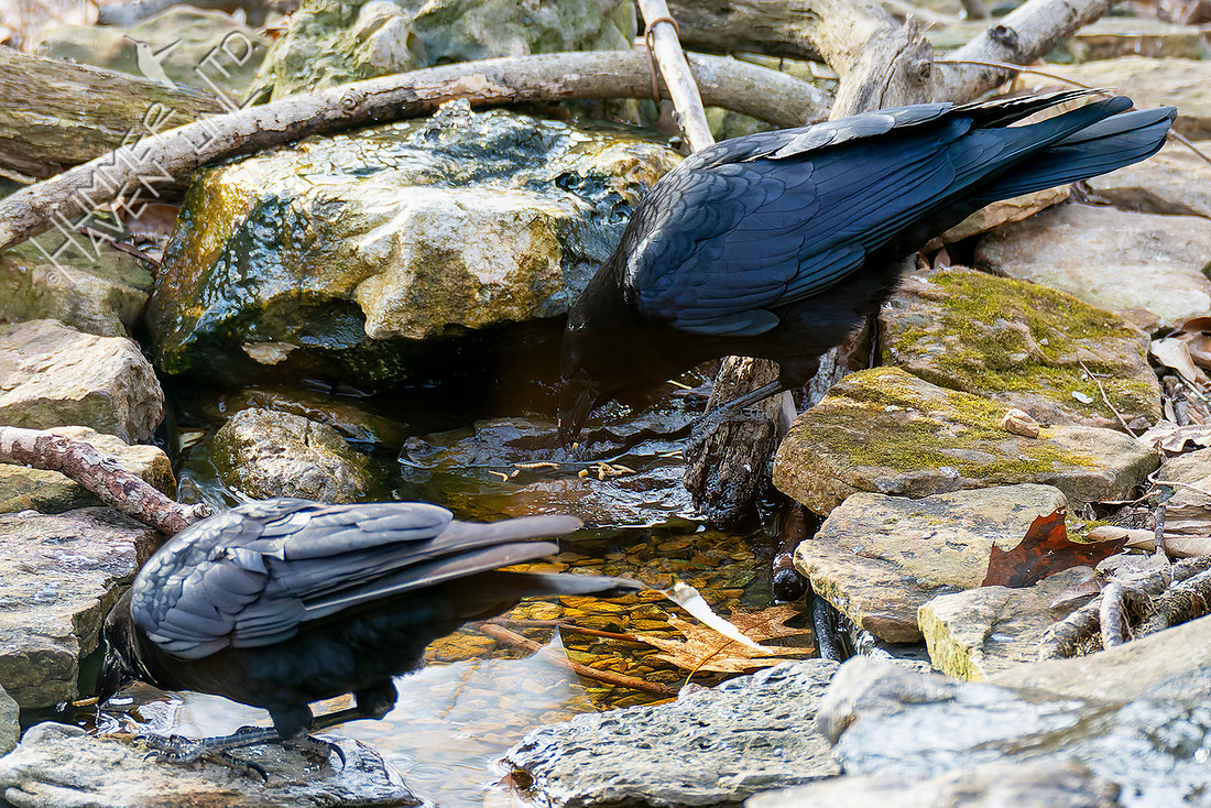 2-8-26 American Crow with mealworms!