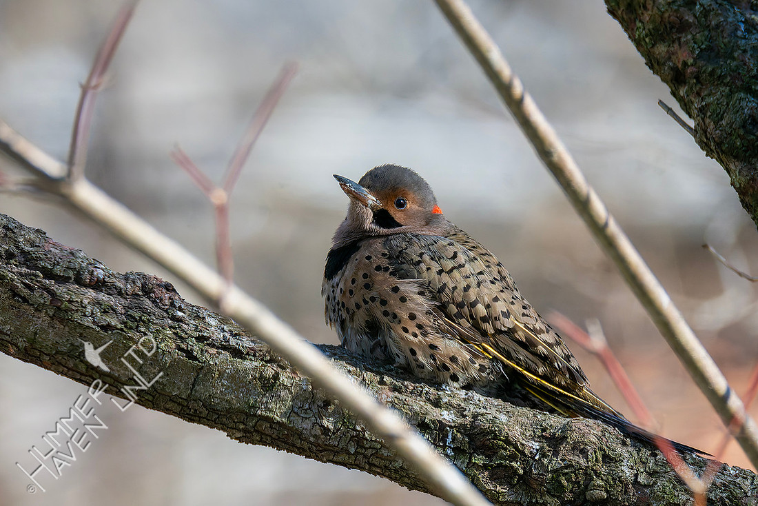 2-8-26 Northern Flicker, "Lil Darth" melanistic, resting