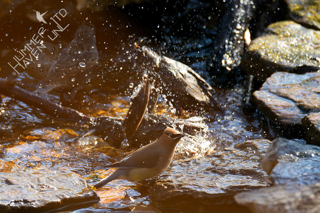 2-8-26 European Starling and Cedar Waxwing