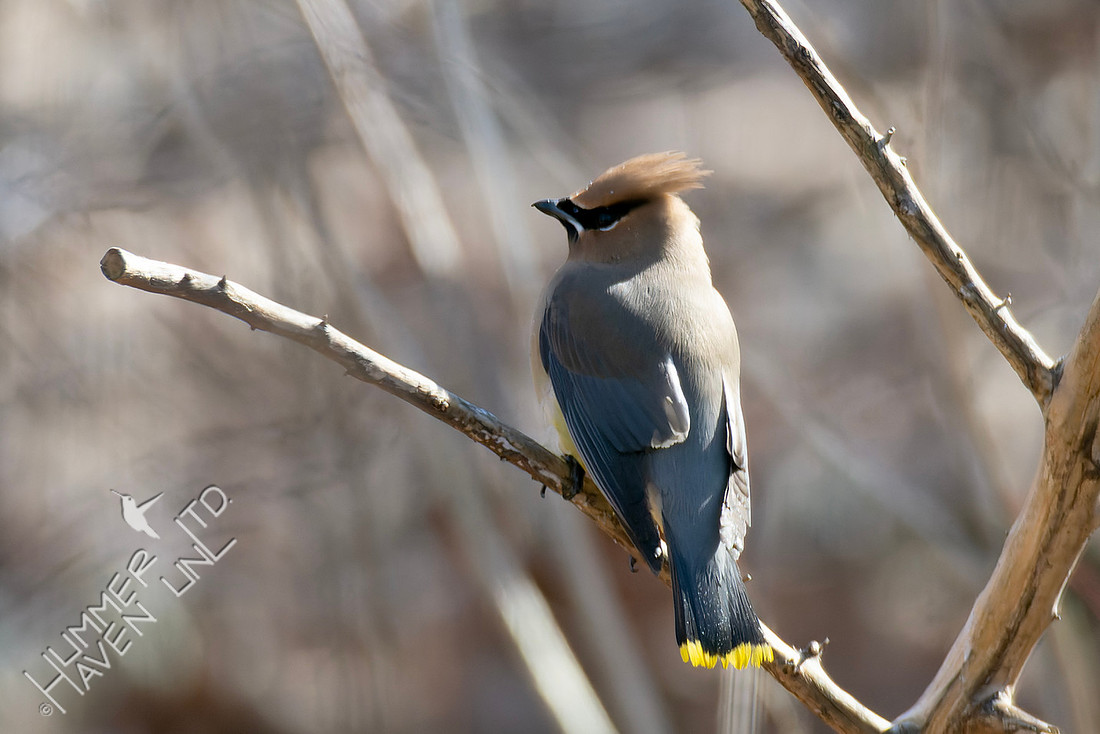 2-8-26 Cedar Waxwing