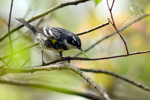 Yellow-rumped Warbler with caterpillar on American Elm (Ulmus americana)
