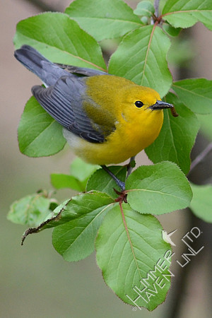 Prothonotary Warbler with caterpillar from curled leaf of Blackhaw (Viburnum prunifolium)