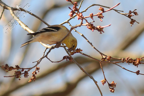 American Goldfinch eating buds of American Elm (Ulmus Americana)