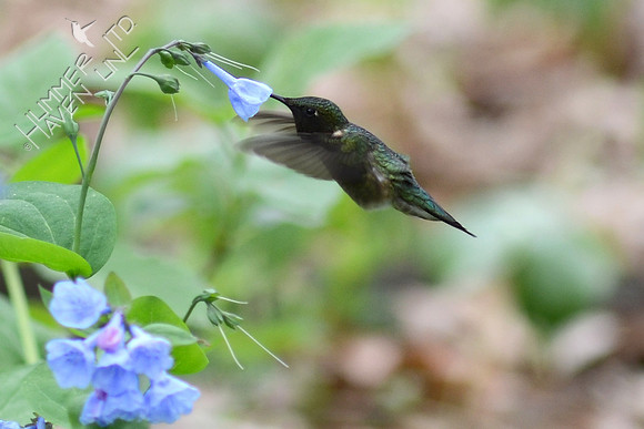 Ruby-throated Hummingbird nectars at Virginia Bluebells (Mertensia virginica)