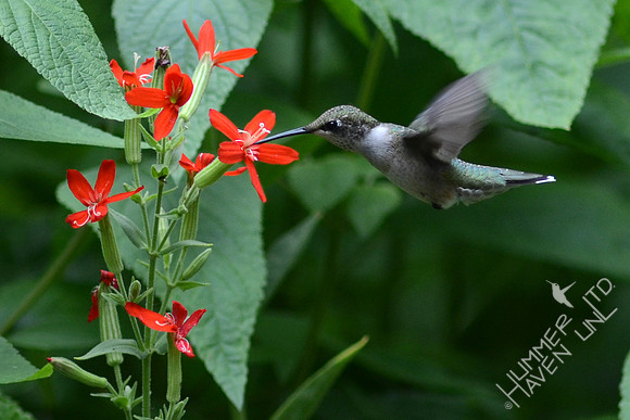Ruby-throated Hummingbird nectars at Royal Catchfly  (Silene regia)