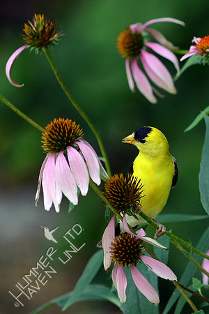 American Goldfinch eating seeds of  Purple Coneflower (Echinacea purpurea)