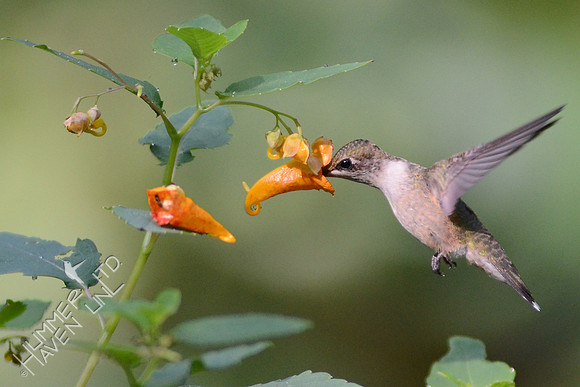 Ruby-throated Hummingbird nectars at Jewelweed (Impatiens capensis)