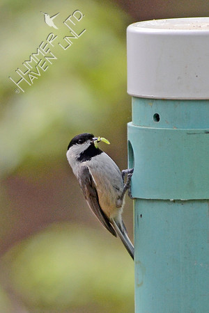 Carolina Chickadee with caterpillar to feed young