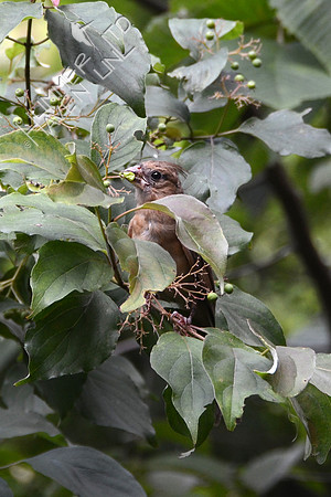 Juvenile Northern Cardinal eating berries of Roughleaf Dogwood (Cornus drummondii)