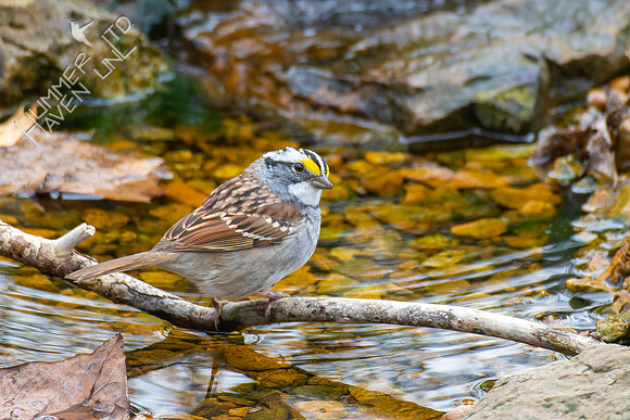 4-7-22 White-throated Sparrow