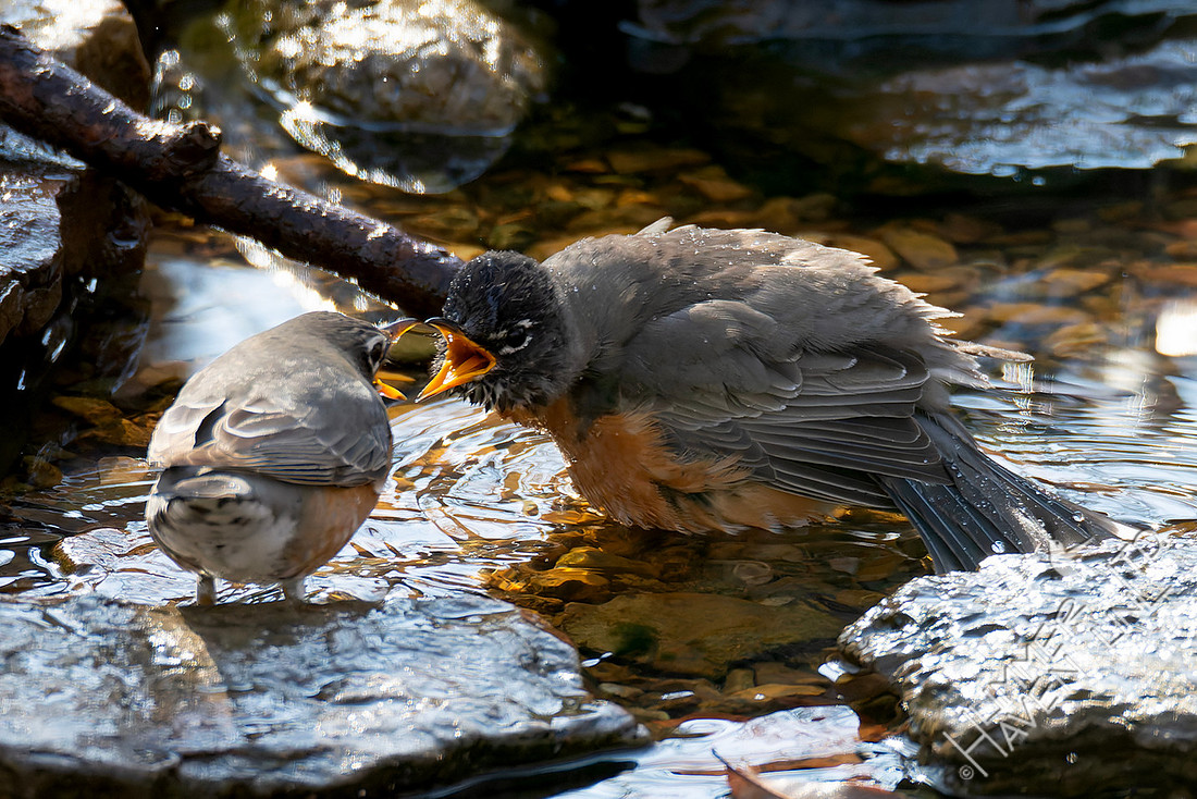 2-10-26 Two American Robins