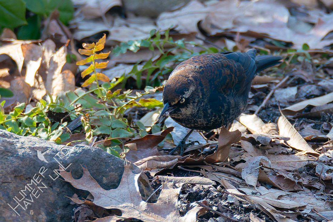 2-9-26 Rusty Blackbird with moth larvae