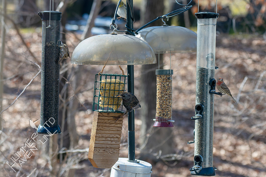 2-9-26 West Feeding Station