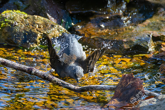 4-9-22 Rusty Blackbird