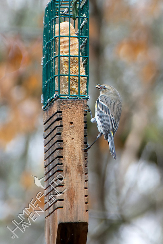 2-15-26 Yellow-rumped Warbler