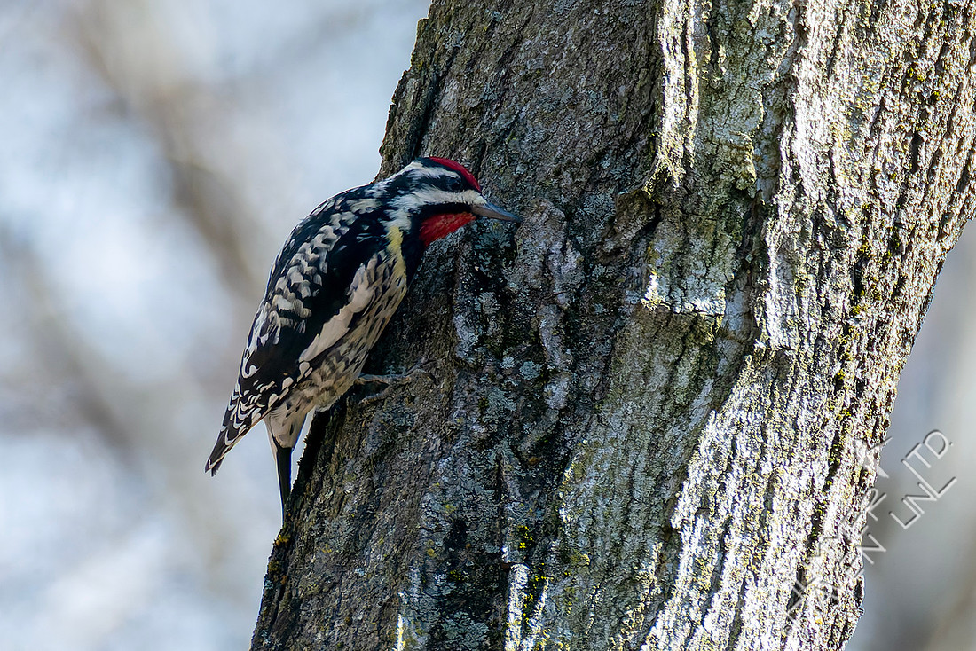 2-16-26 Yellow-bellied Sapsucker