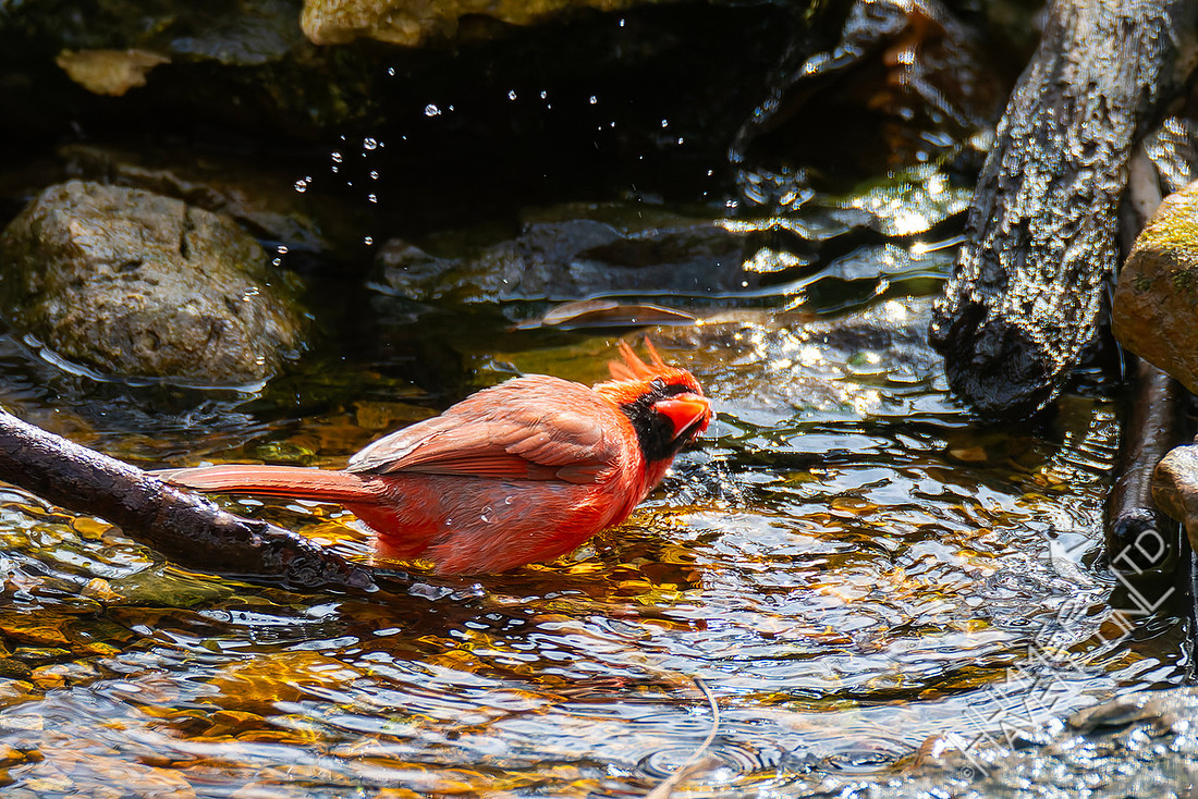 2-16-26 Northern Cardinal
