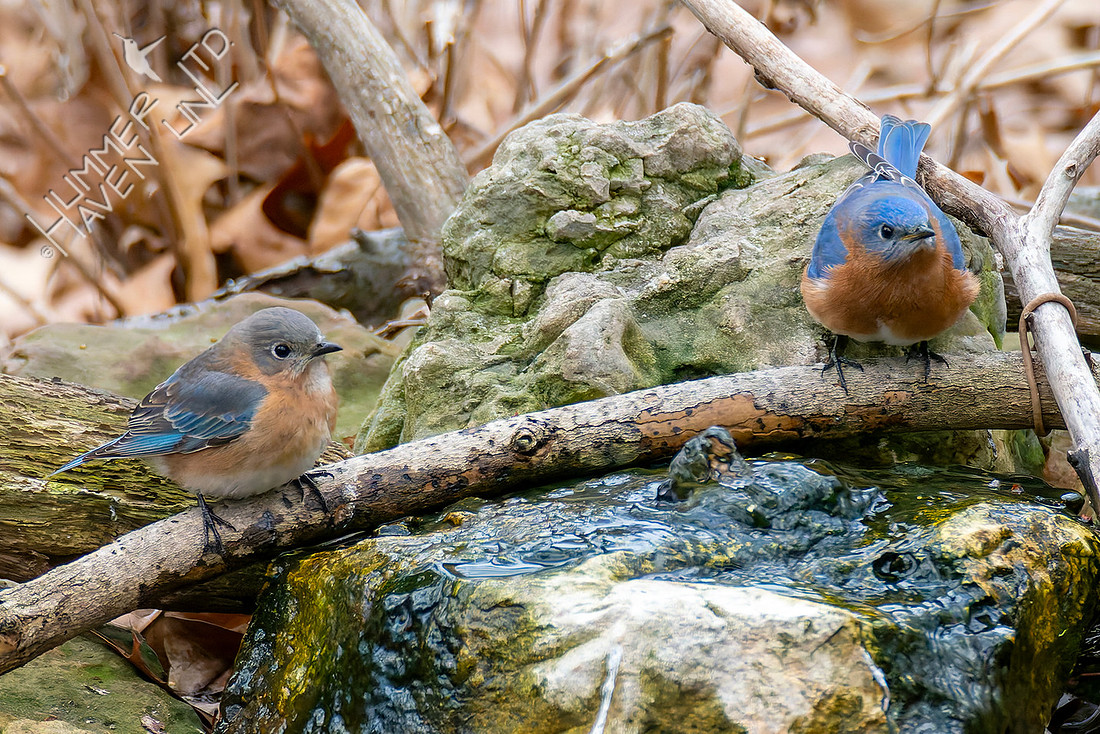 2-21-26 Eastern Bluebirds
