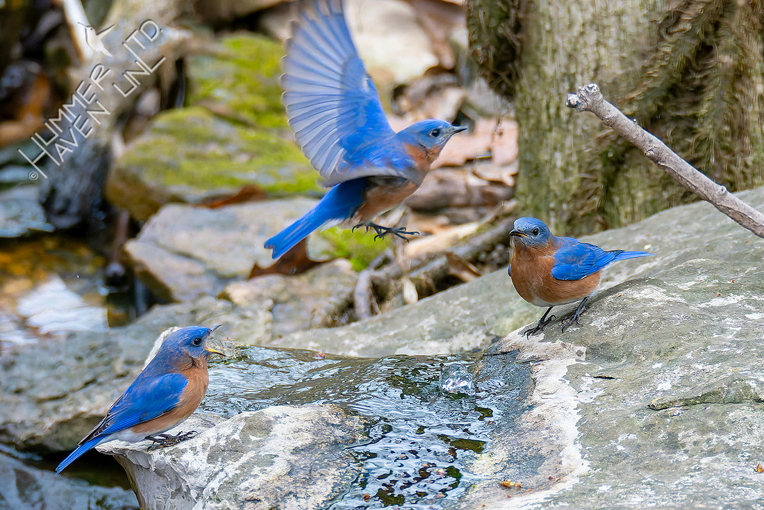 2-21-26 Eastern Bluebirds