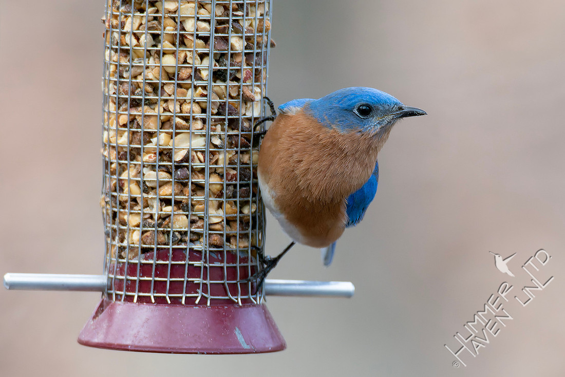 2-21-26 Eastern Bluebird