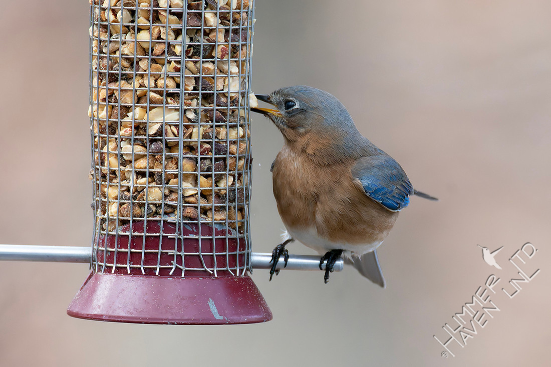 2-21-26 Eastern Bluebird female
