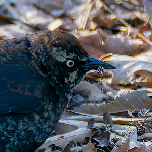 2-22-26 Rusty Blackbird with 3 larvae