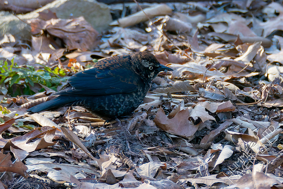 2-22-26 Rusty Blackbird with 3 larvae