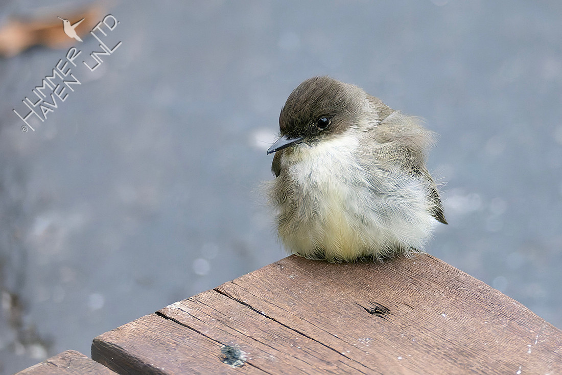 2-23-26 Eastern Phoebe