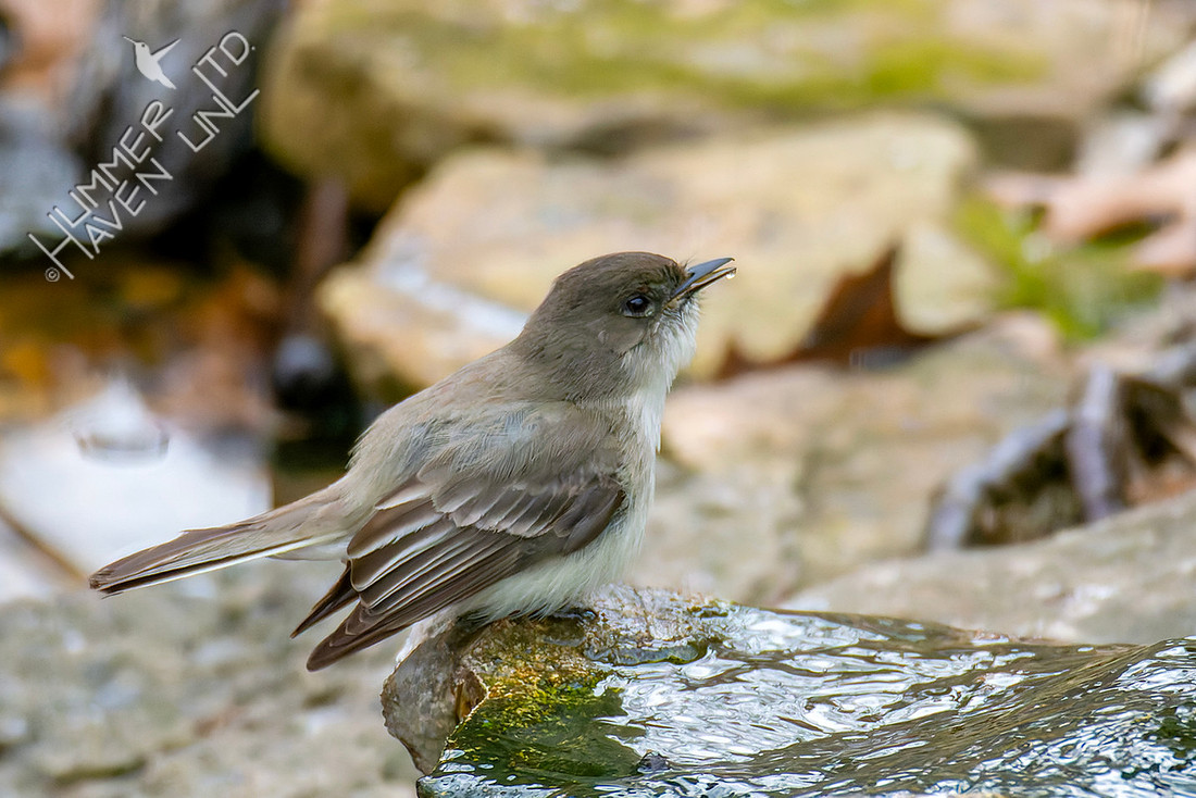 2-24-26 Eastern Phoebe