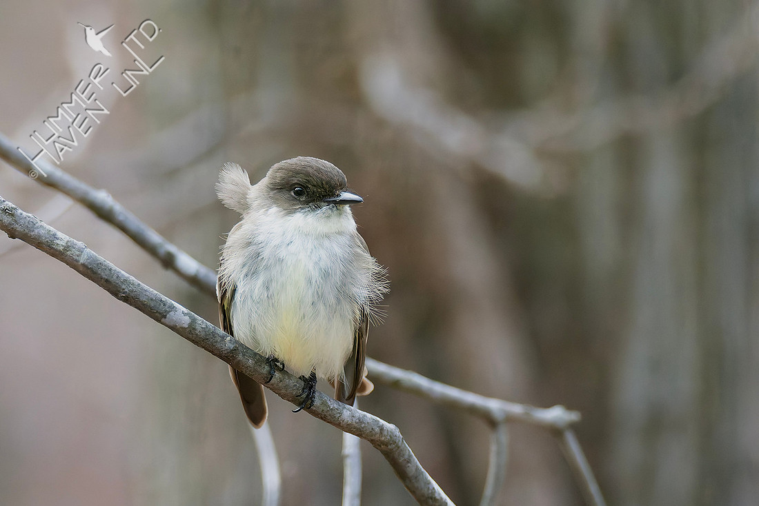2-24-26 Eastern Phoebe