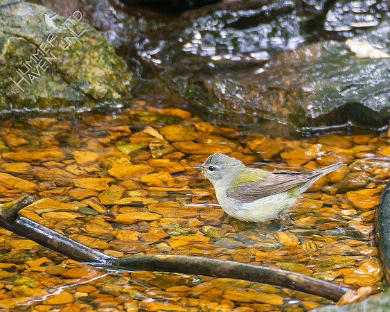 7-25-22 Tennessee Warbler NEW early fall record