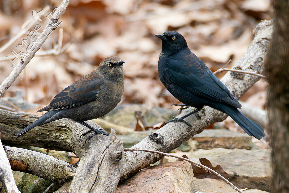 2-25-26 Rusty Blackbirds