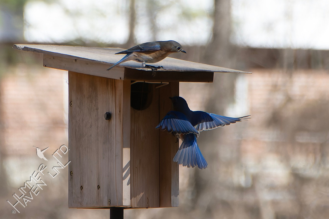 2-27-26 Eastern Bluebird pair at nest box
