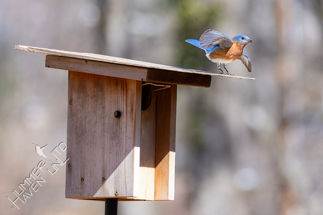 2-27-26 Eastern Bluebird at nest box, wing-waving