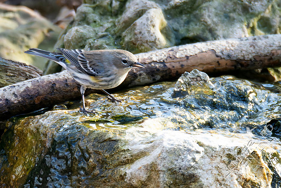 2-10-26 Yellow-rumped Warbler