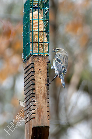 2-15-26 Yellow-rumped Warbler