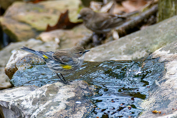 2-21-26 Yellow-rumped Warbler