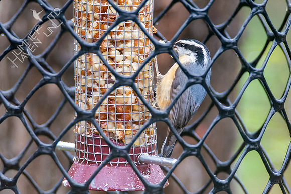 4-13-22 Red-breasted Nuthatch