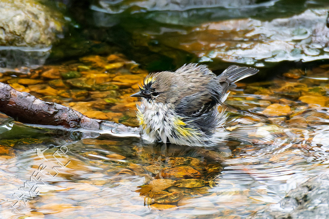 3-4-26 Yellow-rumped Warbler