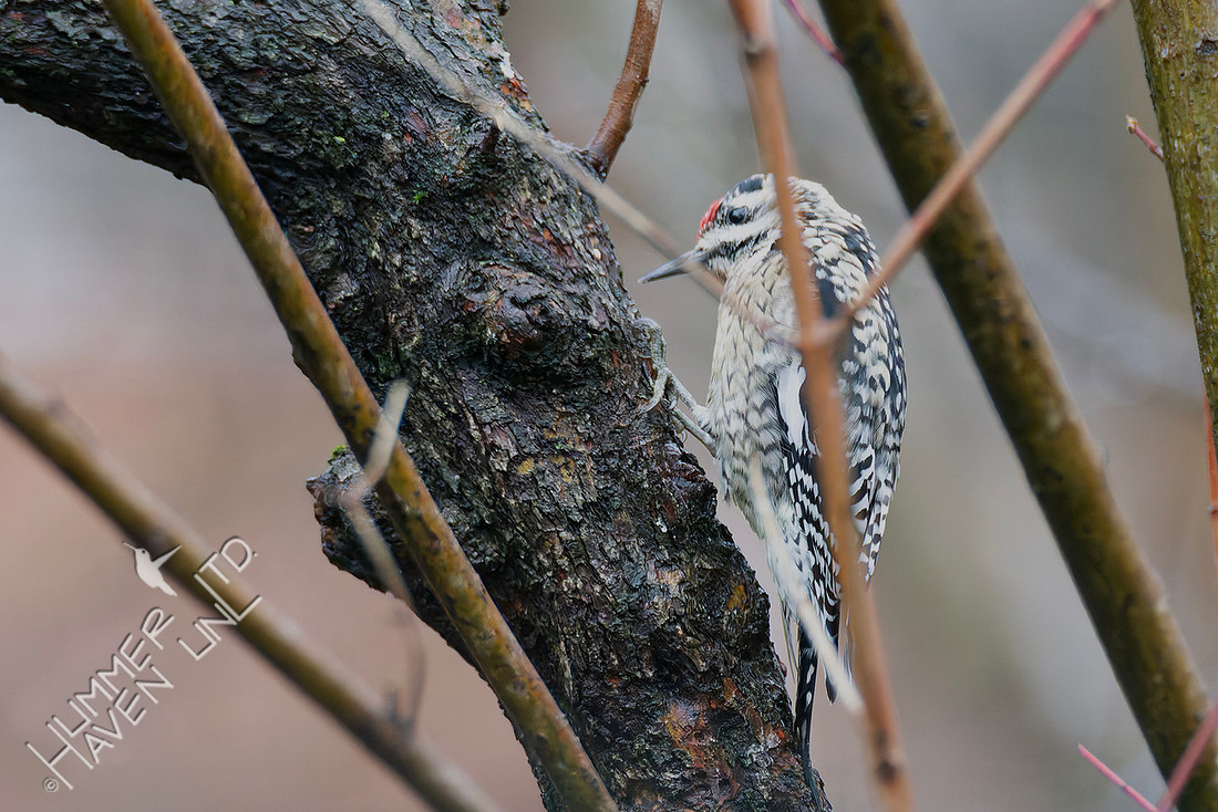 3-3-26 Yellow-bellied Sapsucker