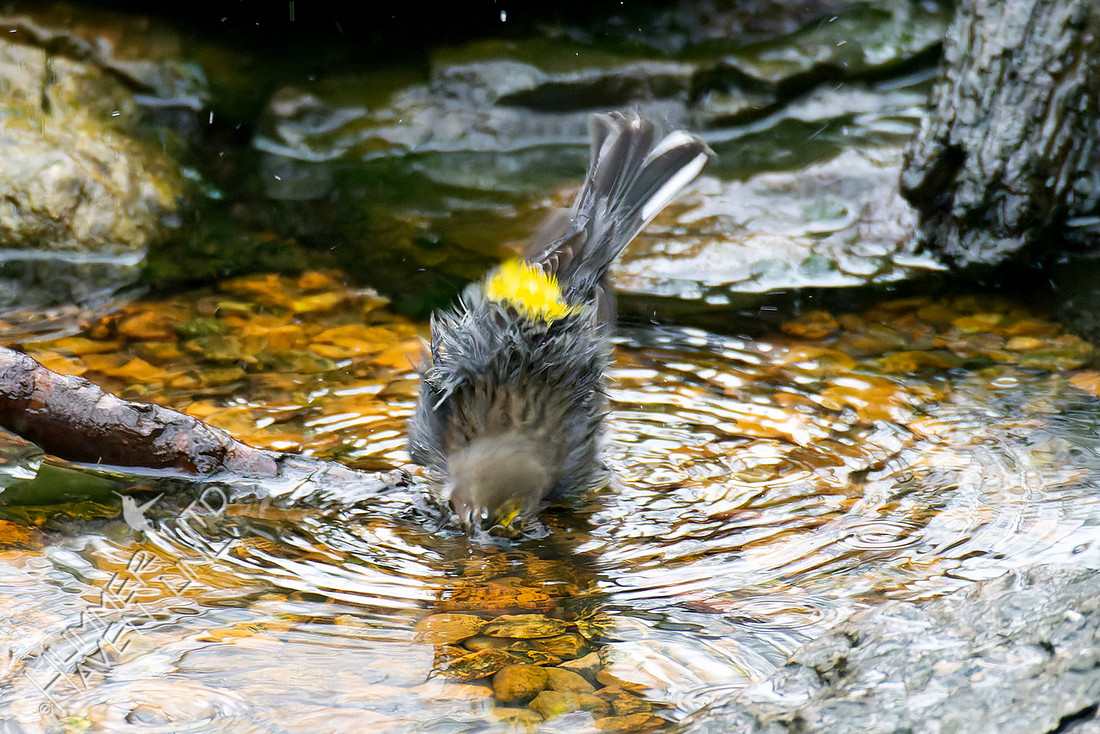 3-4-26 Yellow-rumped Warbler